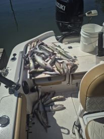 Fishing is good 46 in the box 