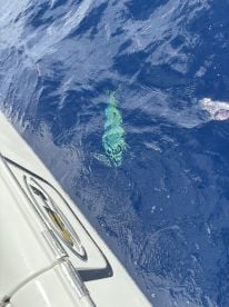 Mahi madness double down