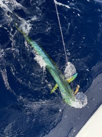 Big Pine Key Report Photo 1