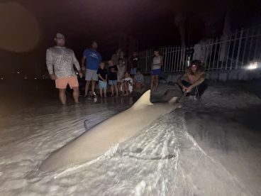 Giant fall lemon sharks