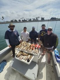 Whitefish Sheephead and Scorpionfish 