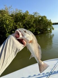 October 7th – Clearwater Fishing Update: