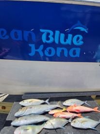 Mix bag sashimi fish 