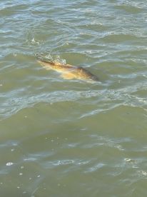 Sabine Pass Report Photo 4