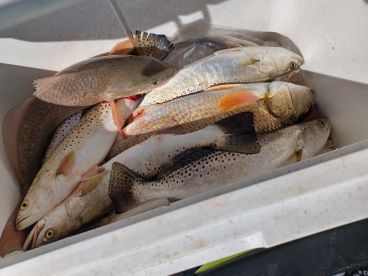 Ingleside Report Photo 1