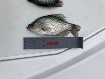 Another Good day of catching