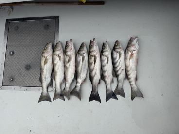 THE ROCKFISH WERE HUNGRY TODAY