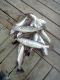 Reports that Sea Trout continue to coope