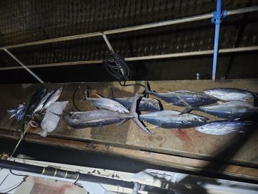 Haleiwa Report Photo 1