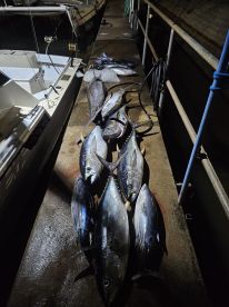 Haleiwa Report Photo 2