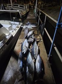 The 600lbs of fish!!