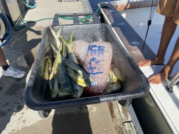 Dolphin bite is on fire!