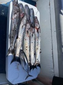 Its a Cuda Tuesday ?