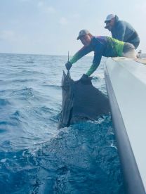 Speed, power and beauty - Sailfish at it