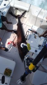 Nayarit Report Photo 4