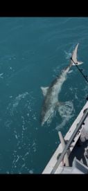 Tiger Shark !!