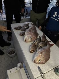 Mount Martha Report Photo 2