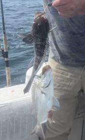 Deep Water Sea Bass On Fire