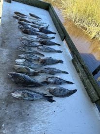 Seabass starting to show up