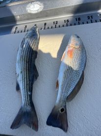 Little windy but managed to find a few.