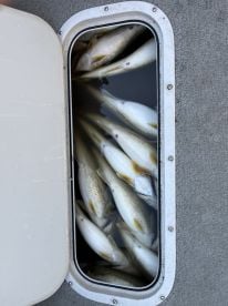 Walleye fishing has been HOT!