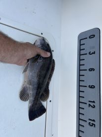 Fun tautog action