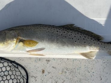 Quick Afternoon Limit 