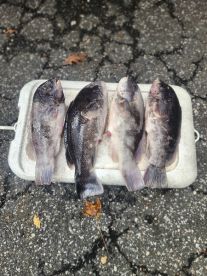 BLACKFISH ARE CHEWING