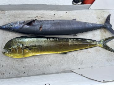Wahoo , Dorado , sail 