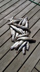 Its time to get off the couch and catch 