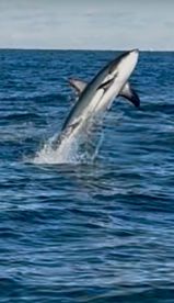 Giant Stripers, sharks and tunas!