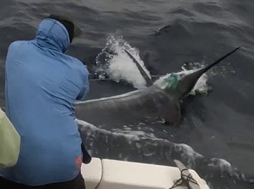 Ambition Report 26th.October’25