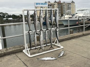 King Mackeral Bite is On! 