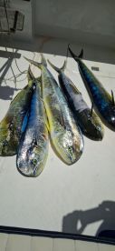 5 nice doradoes caught 