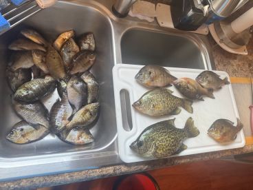 Three hours chasing panfish 