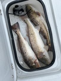 Morning redfish action 