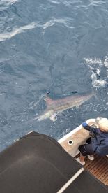 Striped marlin 