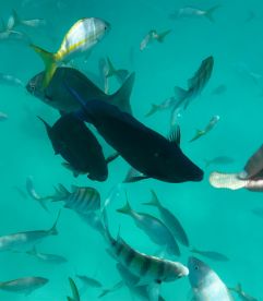 Dads and kids fishing and island hopping
