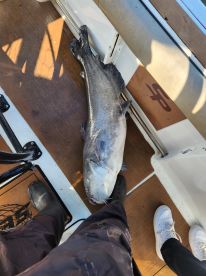 Cats are out the bag