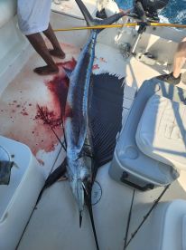 Nayarit Report Photo 2