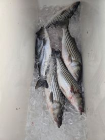 Chesapeake Bay Report Photo 2
