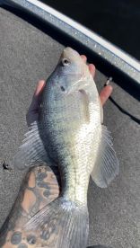 Colder Weather Has Made The Crappie Fish