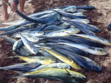 Dorados