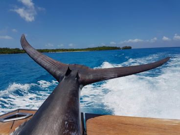 460Lbs Marlin for Christmas