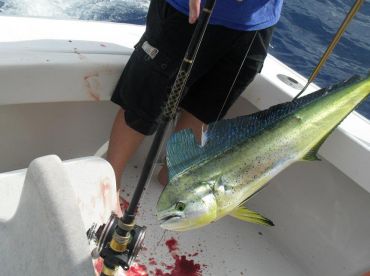 Punta Cana Report Photo 1