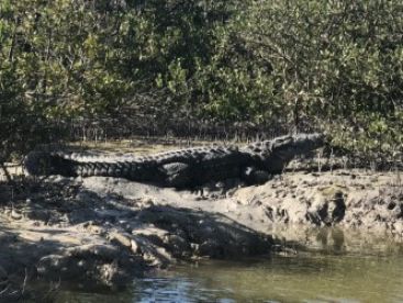 Everglades City Report Photo 2