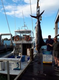 Paihia Report Photo 2
