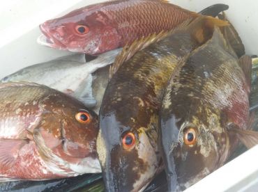 Snapper