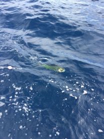Herradura Report Photo 1
