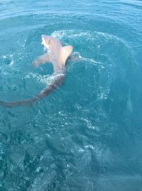 Ocean City Report Photo 1
